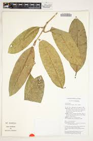 Image result for Chionanthus niloticus