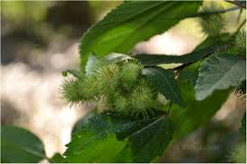 Image result for Triumfetta pilosa