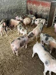 Porcii sunt cu analizele la zi.mai este disponibila o pereche.au peste 50kg.pretul este pentru pereche.pentru detalii. Purcei È™i Porci De Vanzare Giurgiu Post Facebook