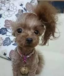   Pets 寵物護理 +紀念堂
