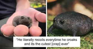 Another suggestion is that 'raining cats and dogs' comes from a version of the french word. Meet African Rain Frogs That Look Like Angry Avocados And Have The Most Adorable Squeeks Bored Panda