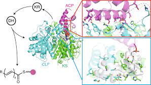 We did not find results for: Structural Basis For Selectivity In A Highly Reducing Type Ii Polyketide Synthase Nature Chemical Biology