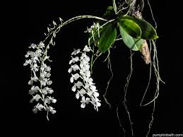 Image result for Aerangis stelligera