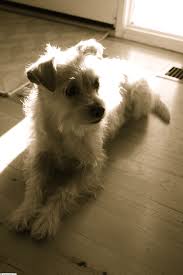 My Foxy Dog Scooter Is A Jackchi Aka Jackhuahua Jack Russel Mixed With Chihuahua Jack Chi Jack Russell Jack Russell Terrier Doggy