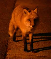 A picture of the damage done this morning from our neighbor Barb Fox