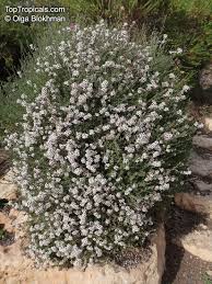 Image result for Eriocephalus racemosus