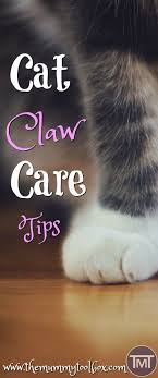 Cat Claw Care Tips The Mummy Toolbox Cat Care Tips Sick Cat Cat Care