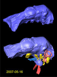 — choose a quantity of dinosaur with 500 teeth. Discoveries Paul Sereno Paleontologist The University Of Chicago