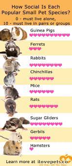Rabbits are great house companions. Which Small Pets Need To Be Kept In Pairs And Which Are Best Housed Alone Ilovepets Co