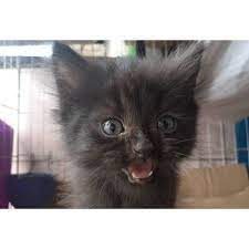 Simak ulasan lengkap tentang kucing persia medium berikut ini. Kucing Kitten Persia Longhair Medium Murah Lucu Aktif Imut Gembul Cod Jabodetabek Shopee Indonesia