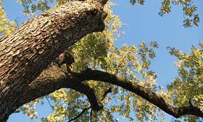 How much does tree removal cost? Tree Care Removal Service Arborists Palatine Il