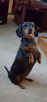 Looks Like Our Old Wiener Dog Tobey Dachshund Dog Dachshund Cute Dog Pictures
