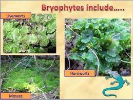 All flowers, raised from seed, are usually known as annuals, biennials, or perennials. Plant Kingdom Introduction And Classification Of Plants Ppt Notes Plants Plant Science Teaching Biology