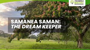 Image result for Samanea saman