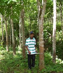 Than indonesia full hardwood ffp and european full hardwood. Gmelina Wood Prices In Philippines List Of Construction Lumber Wood Pricelist In The Philippines