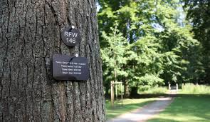 Wo gibt es denn in der nähe von berlin #baumbestattung #waldbestattung ? Urne Zu Hause Aufbewahren Kann Man Den Friedhofszwang Umgehen