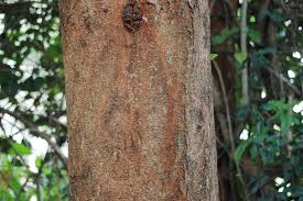 Image result for Warburgia ugandensis