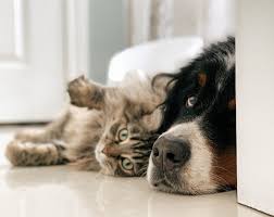 What Is Simpatico And Why Is It Important? | Prudent Pedal