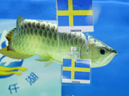 The objective of the digital india group is to come out with innovative ideas and practical solutions to realize hon'ble prime minister narendra modi's vision of a digital india. Big Huat An Arowana Fish Selects Sweden As The Winner Of Their Euro 2012 Group Match Against England June 14 2012 The Economic Times