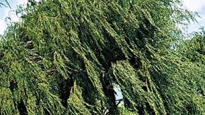 Image result for Dichapetalaceae