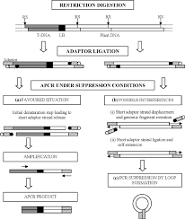 Flow Chart Representation Of The Apcr Method A Region Of