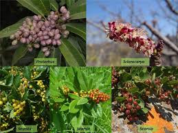 Image result for Anacardiaceae