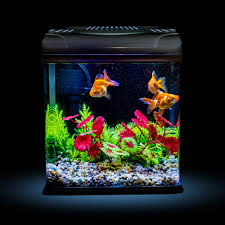 Which Is Better Aquarium Light Led Vs Fluorescent In 2020 Fish Tank Decorations Aquarium Aquarium Lighting