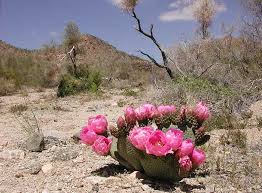 Southeastern california to southwestern utah and western arizona; Beavertail Cactus Opuntia Basilaris Desertusa