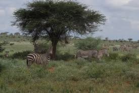 The bonds of the females in the harem are strong; Securing A Future For Grevy S Zebras And The Cultures Of Northern Kenya Commentary