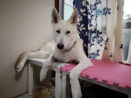 2:12 wild_bullet kennel 18 636 просмотров. ç‹¼çŠ¬ã‚'é£¼ã„ãŸã„æ–¹ã¸ æ—¥æœ¬ã®ç‹¼çŠ¬ãƒ–ãƒªãƒ¼ãƒ€ãƒ¼ã¾ã¨ã‚