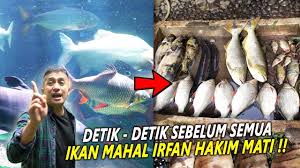 Irfan Hakim Ikannya Mati Semua Setelah Baim Dateng Ini Saat2 Bahagia Terakhir Ketika Kita Ketemu Youtube