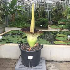 Allein der blütenkolben ist 1,90m groß. Die Titanenwurz In Den Hohenheimer Bluht Auf