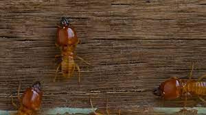 Call us and find out why we are the leading singapore #1 pest control, bed bugs, & termite control specialists. Termite Control Brandon Riverview Plant City Fl 1 All State Termite Pest Control Llc
