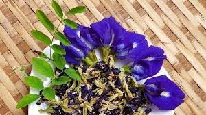 Dưới đây là 15 tác dụng của hoa đậu biếc. TrÆ°á»›c Hien Nha Co Gian Hoa Ä'áº­u Biáº¿c