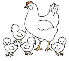 Drawing Of Hen And Chicks Bing Images Chicken Drawing Painting Templates Hens And Chicks