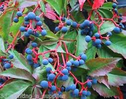 Image result for Parthenocissus quinquefolia