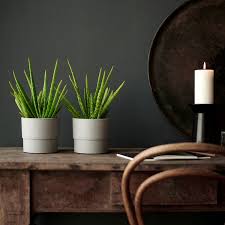 Die aloe vera ist eine dekorative, immergrüne zierpflanze, die wegen ihres wertvollen gels schon seit jahrtausenden geschätzt wird. Aloe Vera Pflanze Aloe Vera Heute Noch Kaufen Ikea Osterreich
