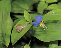 Image result for Commelina zambesica
