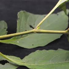 Image result for Ruspolia australis