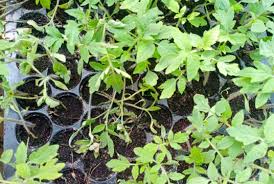 Image result for tomato seedling botrytis