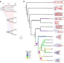 Fish heart has 2 chambers, whereas reptile heart has 3 chambers. Heart Fossilization Is Possible And Informs The Evolution Of Cardiac Outflow Tract In Vertebrates Elife