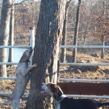 From the editor four years ago when my husband and i visited the area with a mind toward. Puppyfind American English Coonhound Puppies For Sale