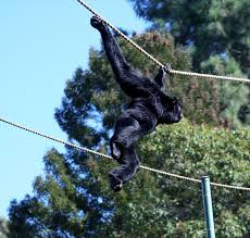 Siamang07.jpg