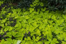 They are adapted to a wide range of soil types and ph levels as long as drainage is good with no standing water. Splitting Sweet Potatoes How And When To Divide Sweet Potato Vines
