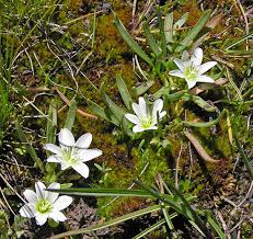 Image result for Rytigynia lewisii