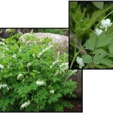 Image result for Dicentra spectabilis alba