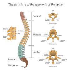 Click to see our best video content. Anatomy Of Spinal Stenosis