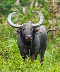 Aka Wild Water Buffalo Bubalus Arnee These Are Listed Under Iucn Red List Of Threatened Species Endangered And Buffalo Animal Water Buffalo Animal Planet