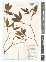 Image result for Callichilia