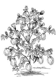 Coloring Page Cotton Plant Img 18650 Cotton Plant Coloring Pages Coloring Book Pages